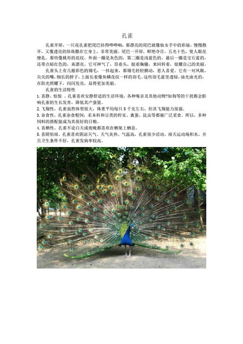 孔雀 孔雀开屏,一只花孔雀把尾巴抖得哗哗响,那漂亮的尾巴就像仙女手