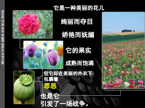 它是一种美丽的花儿 绚丽而夺目 娇艳而妩媚 它的果实 成熟而饱满 但