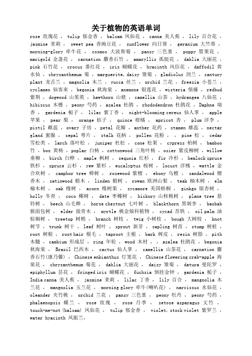 关于植物的英语单词 rse玫瑰花,tulip郁金香,balsam凤仙花,canna美人