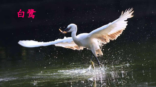 白鹭1 白鹭 作者简介 郭沫若(1892—1978),原 名郭开贞,字鼎堂,号尚武