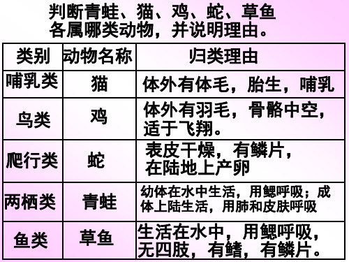 现代啮齿目动物的分类 百度文库