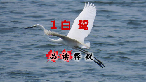 外形(颜色,身段) 生活习性(觅食,栖息) 作者眼中的白鹭是什么样的?