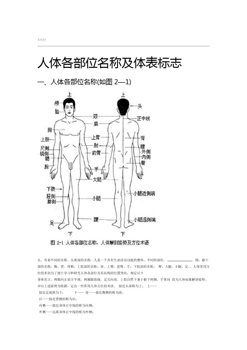 女身体各部位的名称 百度文库