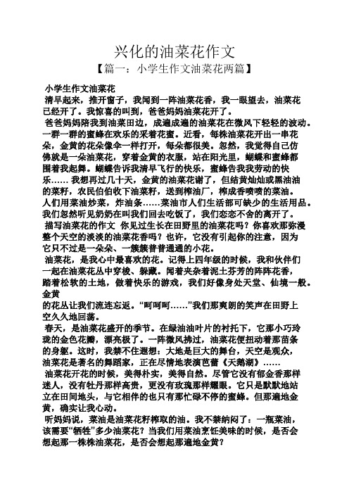 我惊喜的叫到,爸爸妈妈油菜花开了.
