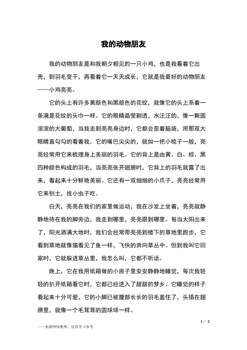 到羽毛变干,再看着它一天天成长,它就是我最好的动物朋友——小鸡亮亮