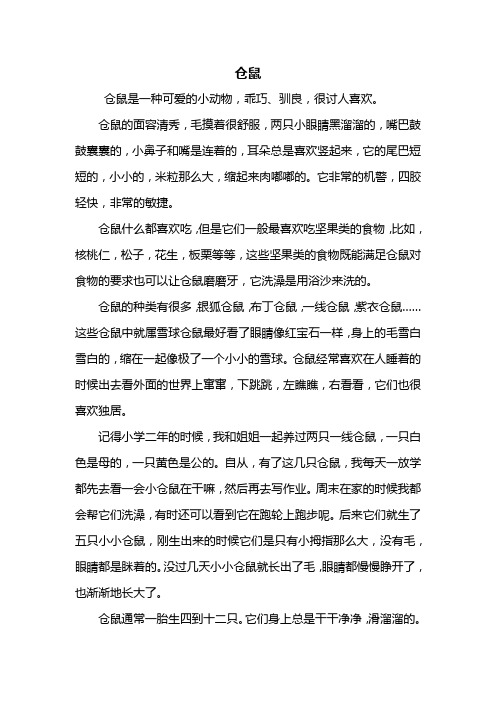 仓鼠的面容清秀,毛摸着很舒服,两只小眼睛黑溜溜的