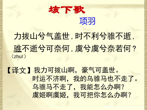 乌骓马不走了,我能怎495_371