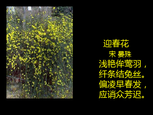 迎春花 宋 晏殊 浅艳侔莺羽, 纤条结兔丝. 偏凌早春发, 应诮众芳迟.