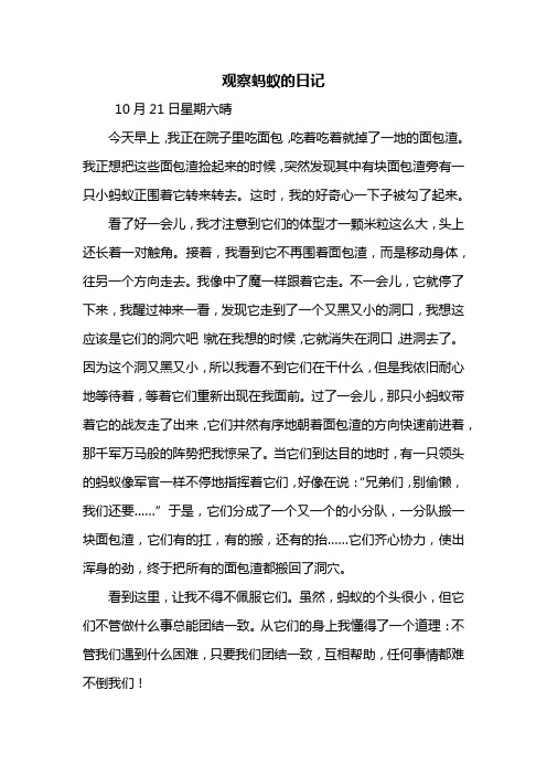 观察蚂蚁的日记 10月21日星期六晴今天早上,我正在院子里吃面包,吃着