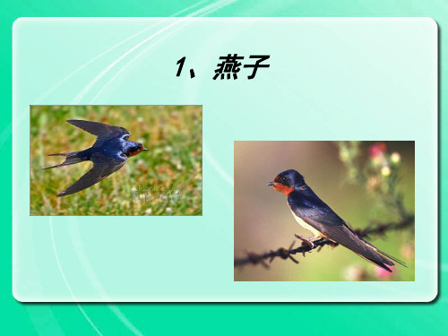 1,燕子 作者简介: 郑振铎(1989-1958),现代作 家,文学史家,著名学者