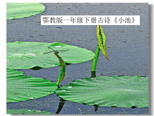 鄂教版一年级下册古诗《小池》 xiǎo chí 小泉眼无 池声惜细流, 读