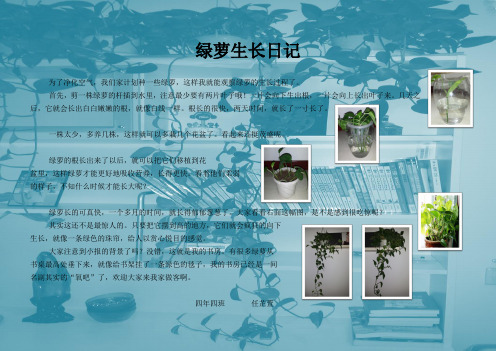 绿萝生长观察记录表 - 百度文库