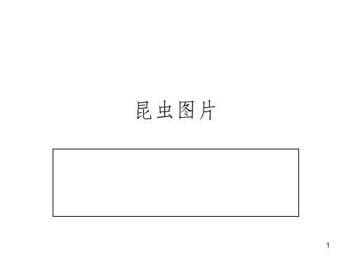 昆蟲圖片 1 紅螞蟻 2 3 4 5 松毛蟲 6 7 螢火蟲 8 被管蟲 9 赤條蜂 10