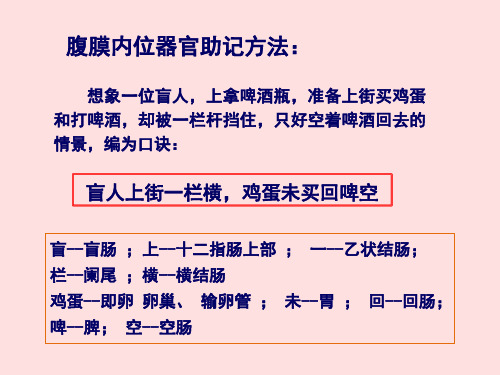 腹膜内位器官记忆口诀 - 百度文库