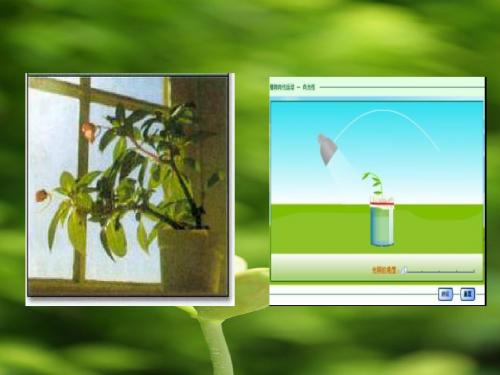 种类 向性运动:外界刺激,运动方向取决于外界刺激 的方向.