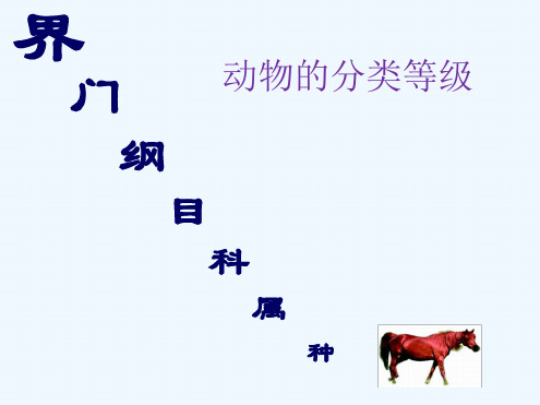 界门 动物的分类等级 纲目科属种 马种 马属 马种 马科 马属 马种